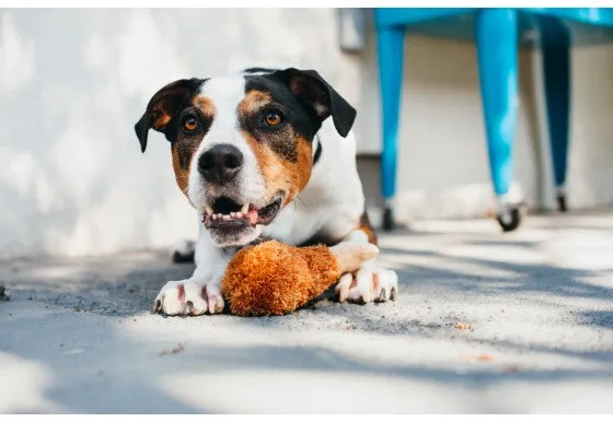 Fried Chicken Plush Dog Toy