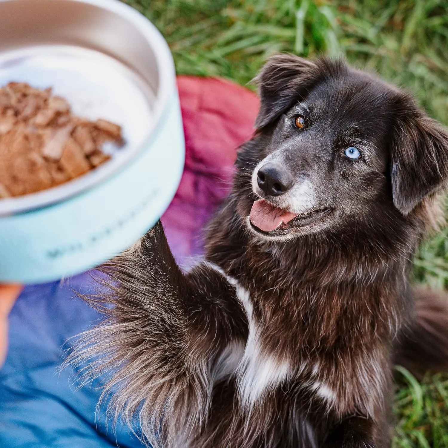 NEW Wilderdog Stainless Steel Dog Bowl with Extra Durable Kitchen-Grade BPA-Free Stainless Steel with Non-Slip Rubber Ringed Bottom (Mustard, 64 oz) Retails $82 