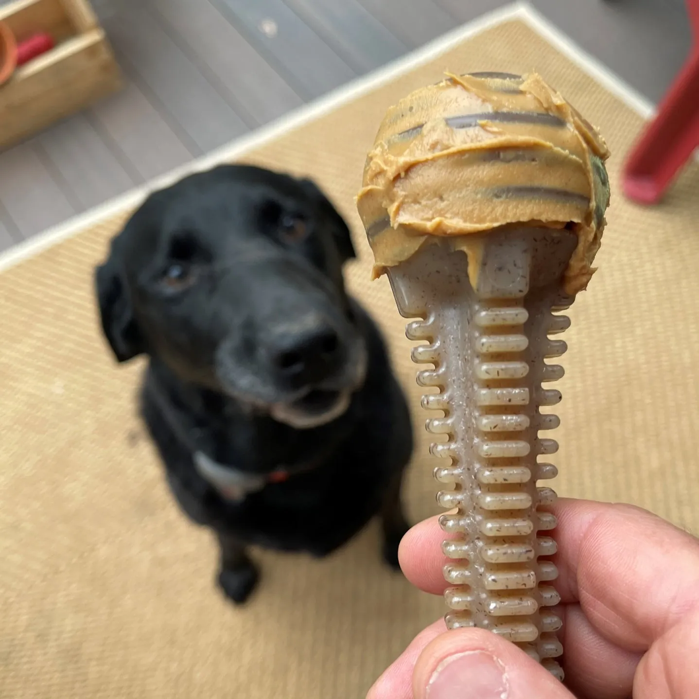 SodaPup Honey Bone Dental Tower Ultra Durable Nylon Dog Chew Toy