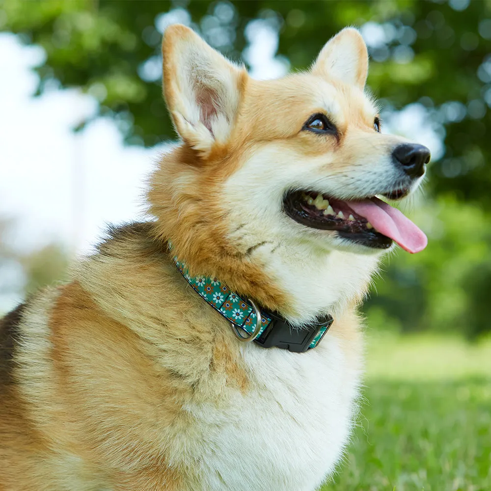 Tanasee - Dog Collar